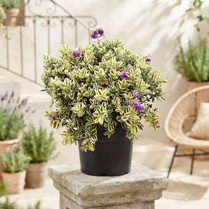 Variegated Hebe – 26cm Pot, 45cm High