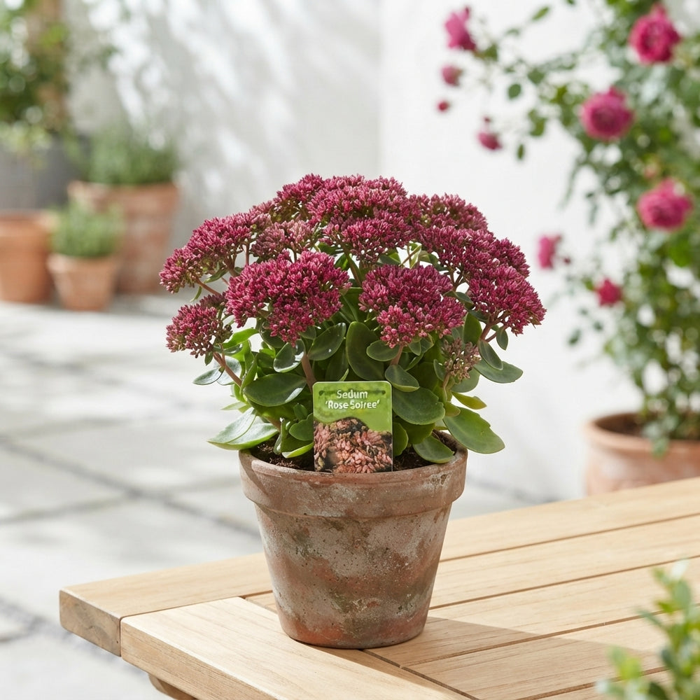 Dark Pink Sedum ‘Rose Soiree’ – 15cm Pot