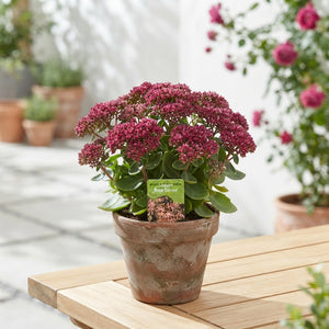 Dark Pink Sedum ‘Rose Soiree’ – 15cm Pot