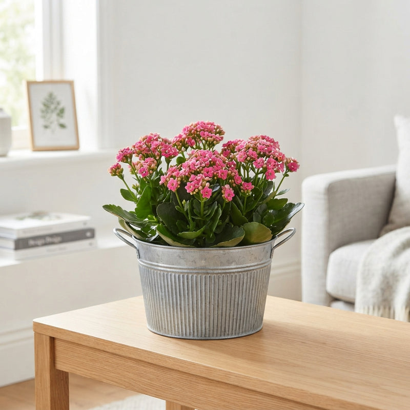 Garden Plant Arrangement – 25cm Zinc Pot