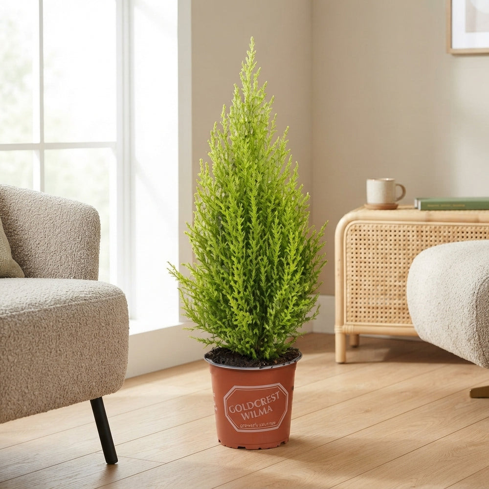 Goldcrest Wilma Cypress Pyramid (Cupressus macrocarpa) – 27cm Pot