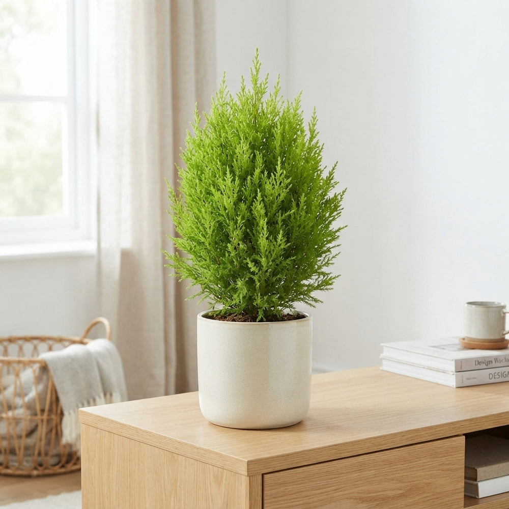 Goldcrest Cypress ‘Wilma’ – 17cm Pot, 50cm High