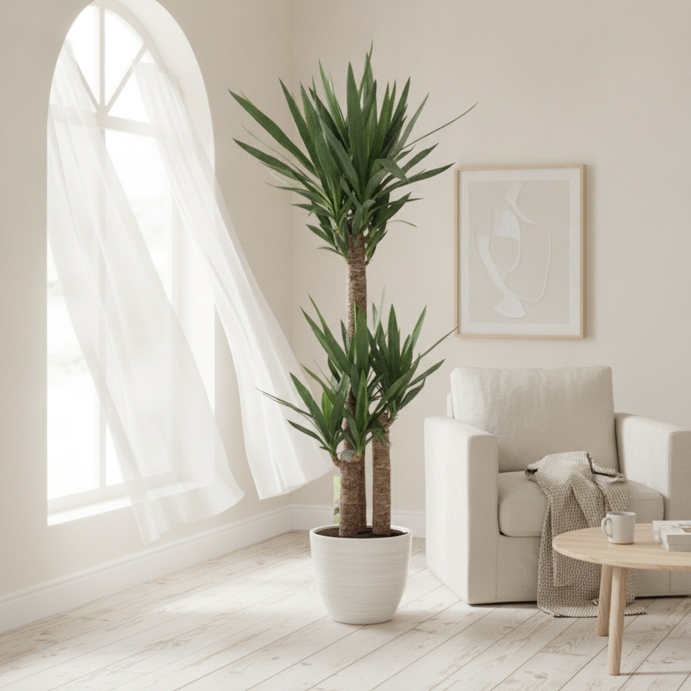 Architectural Yucca (Yucca) – 24cm Pot, approx. 130cm