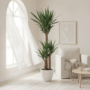 Architectural Yucca (Yucca) – 24cm Pot, approx. 130cm