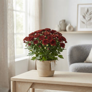 Paradiso Brown Chrysanthemum – 12cm Pot