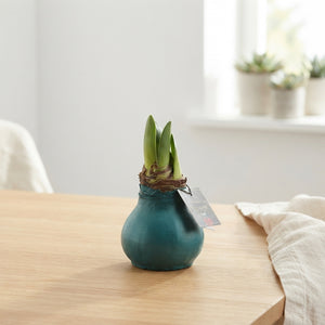 Waxed Hyacinth Saturnus Mix – 32cm
