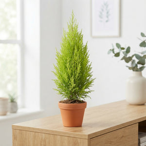 Goldcrest Wilma Cypress (Cupressus macrocarpa) – 14cm Pot
