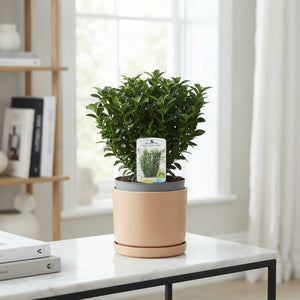 Green Spire Euonymus – 17cm Pot