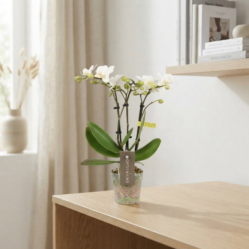 Mini White Phalaenopsis Orchid – 7cm Pot