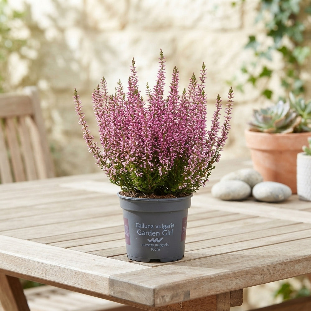 Garden Heather (Calluna vulgaris) – 10cm Pot