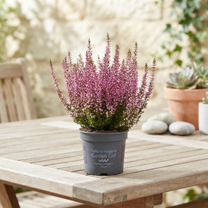 Garden Heather (Calluna vulgaris) – 10cm Pot
