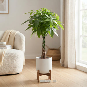 Braided Money Tree (Pachira aquatica) – 30cm Pot