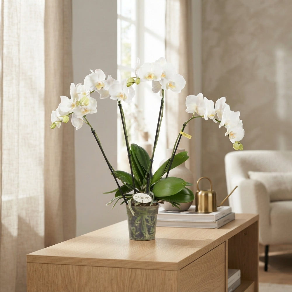 White Phalaenopsis Orchid – 4 Stem, 12cm Pot