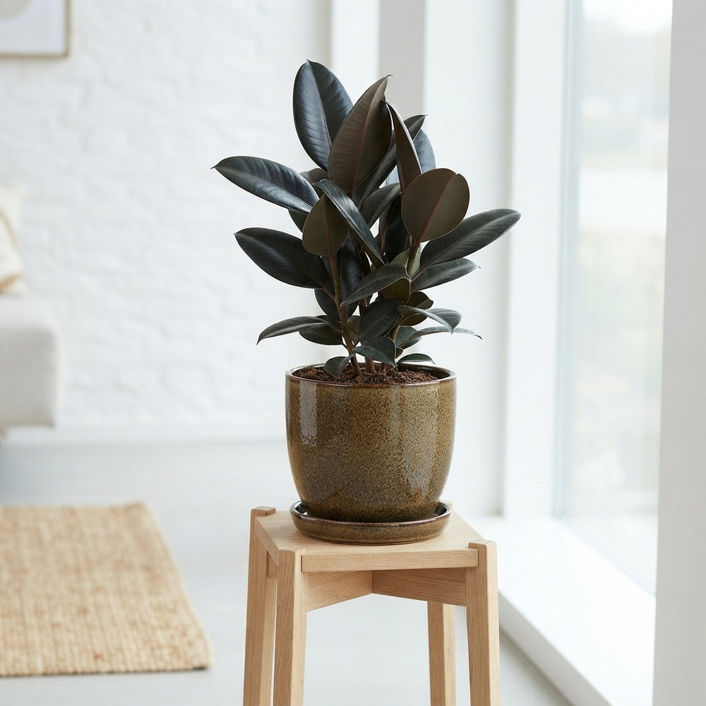 Ficus Zensai Mixed Houseplant – 18cm Pot
