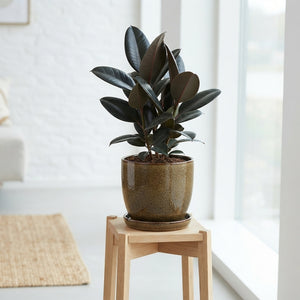 Ficus Zensai Mixed Houseplant – 18cm Pot