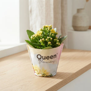 Mixed Double Kalanchoe ‘Queen’ – 12cm Pot