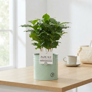 Coffee Plant (Coffea arabica) – 12cm Pot