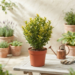 Euonymus japonicus ‘Microphylla Aurea’ – 13cm Pot