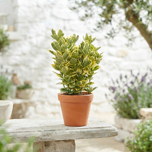 Japanese Spindle Tree (Euonymus japonicus) – 13cm Pot