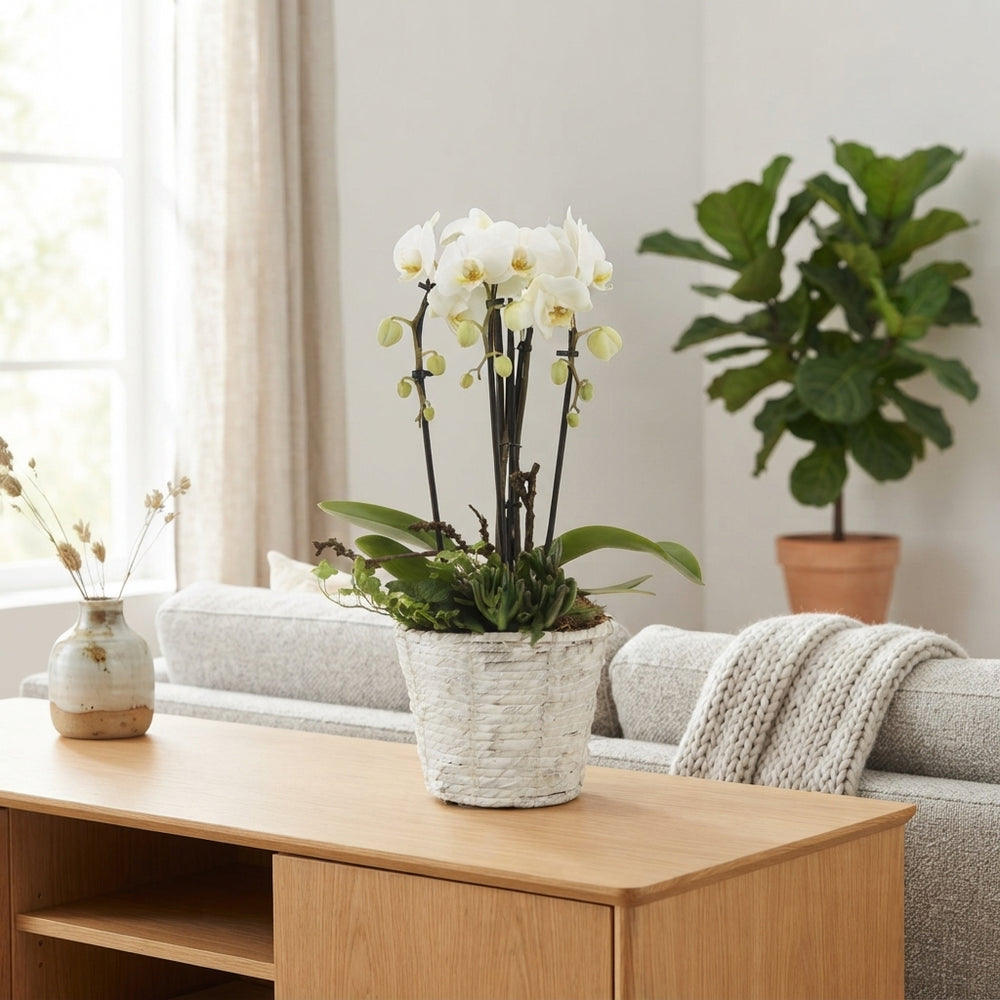 White Phalaenopsis Orchid – 19cm Pot, 45cm Tall