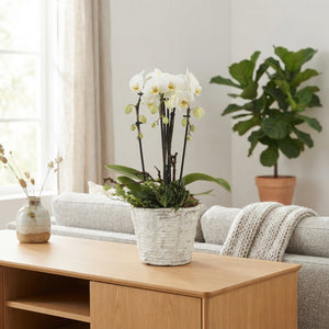 White Phalaenopsis Orchid – 19cm Pot, 45cm Tall