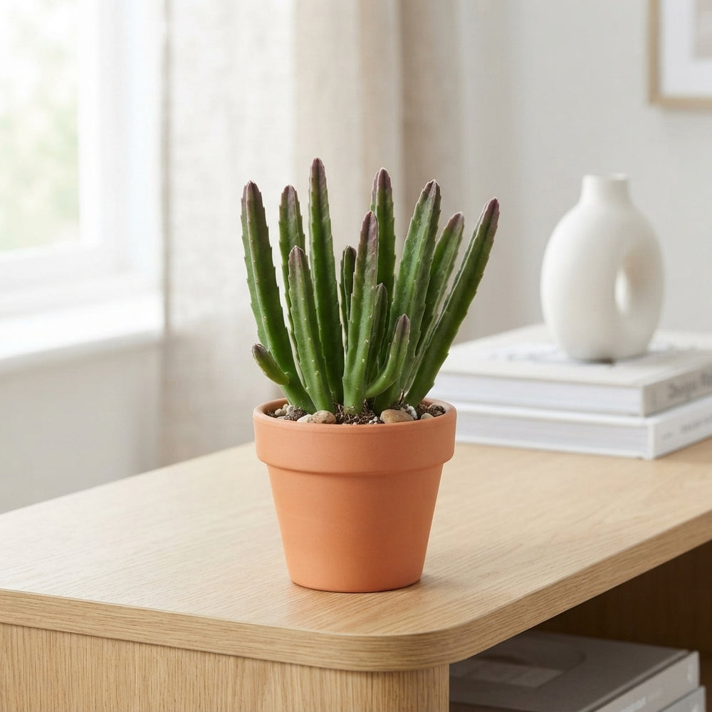Stapelia leendertziae Succulent – 8.5cm Pot
