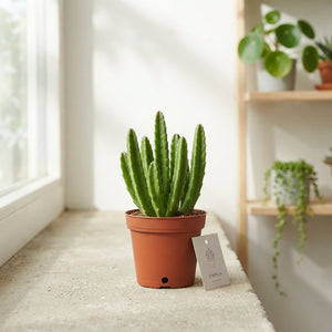 Stapelia Succulent Mix – 5.5cm Pot