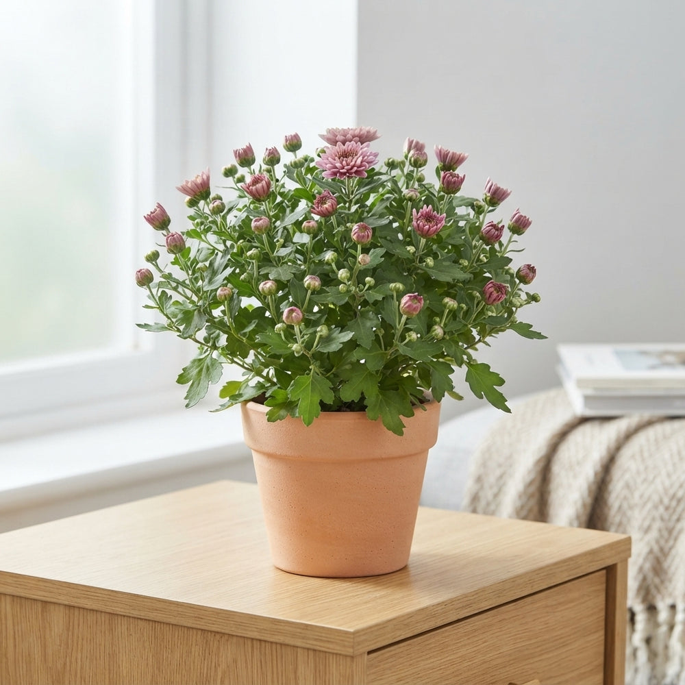 Mixed Chrysanthemum (Indicum Group) – 12cm Pot