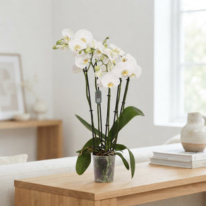 White Phalaenopsis Orchid (4 Stem) – 12cm Pot