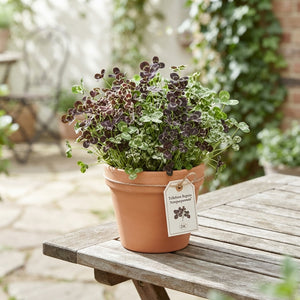 White Clover (Trifolium repens) – 12cm Pot