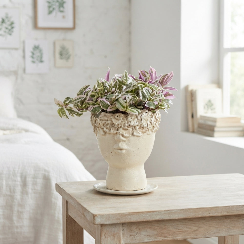 Mixed Face Planter Arrangement – 11cm Pot