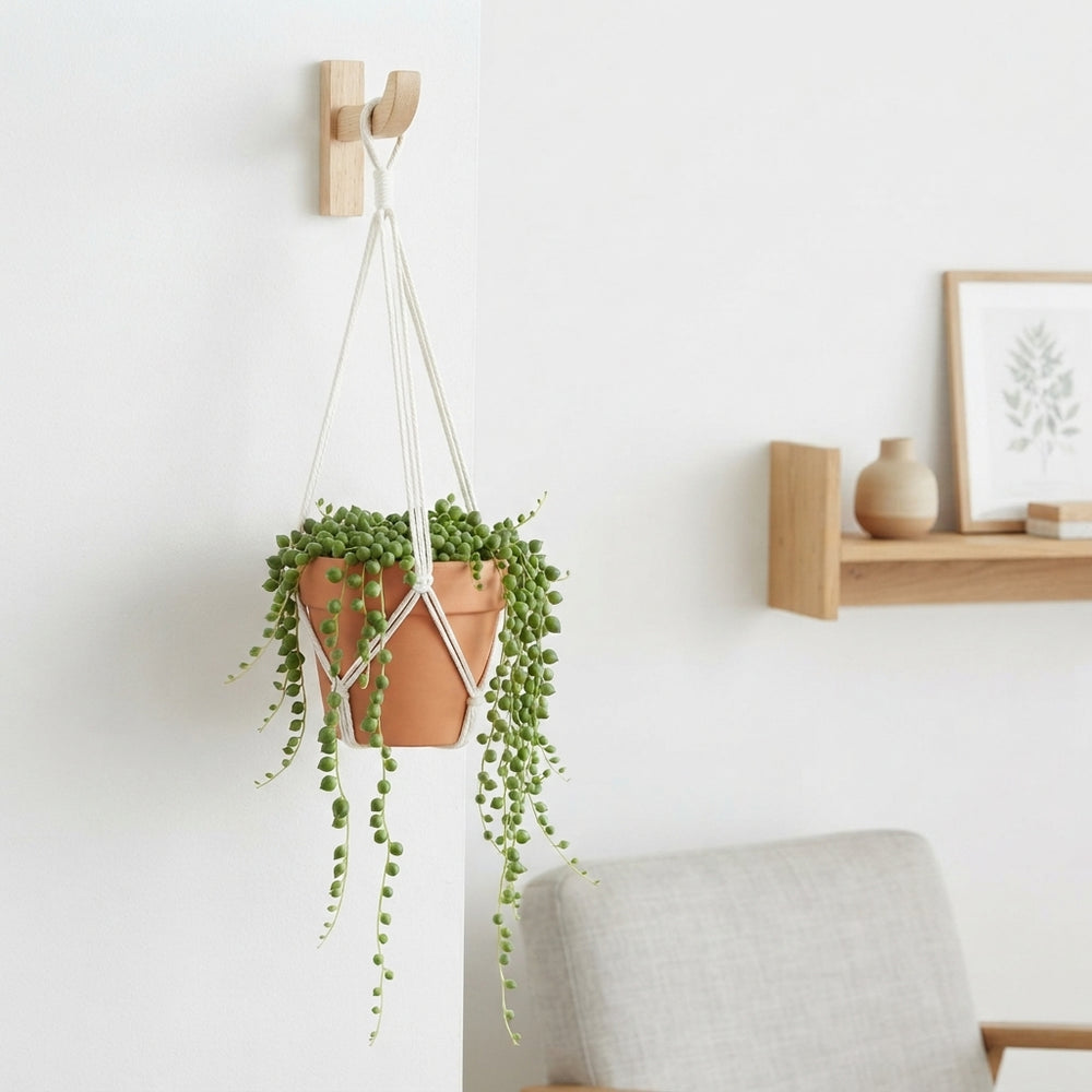 String of Pearls (Senecio rowleyanus) – 14cm Pot