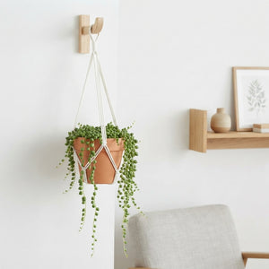 String of Pearls (Senecio rowleyanus) – 14cm Pot