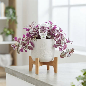 Pink Paradise Tradescantia – 12cm Pot