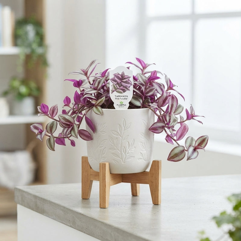Pink Paradise Tradescantia – 12cm Pot