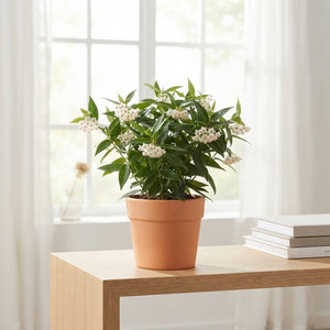 Hoya bella Flowering Wax Plant – 12cm Pot
