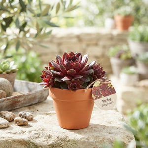 Mixed Terracotta Cut Flowers – 8 Stems
