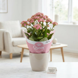 Pink Kalanchoe ‘Ladylike’ – 10.5cm Pot