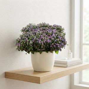 Persian Violet (Exacum affine) – 11cm Pot