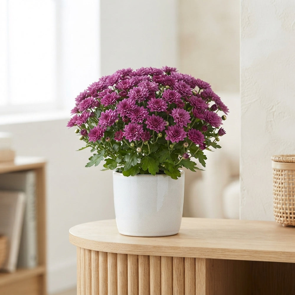 Purple Chrysanthemum (Indicum Group) – 10.5cm Pot