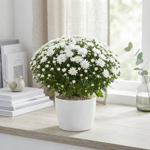 White Chrysanthemum (Indicum Group) – 10.5cm Pot