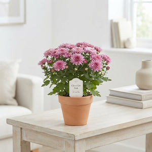 Pink Chrysanthemum (Chrysanthemum indicum) – 10.5cm Pot