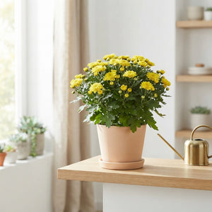 Yellow Chrysanthemum (Chrysanthemum indicum) – 10.5cm Pot