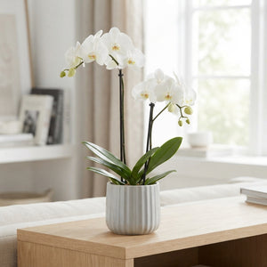 White Phalaenopsis Orchid – 26cm Ceramic Pot