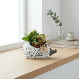 Grey Pumpkin Arrangement – 23cm Ceramic Pot