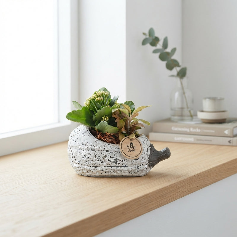 Grey Pumpkin Arrangement – 23cm Ceramic Pot