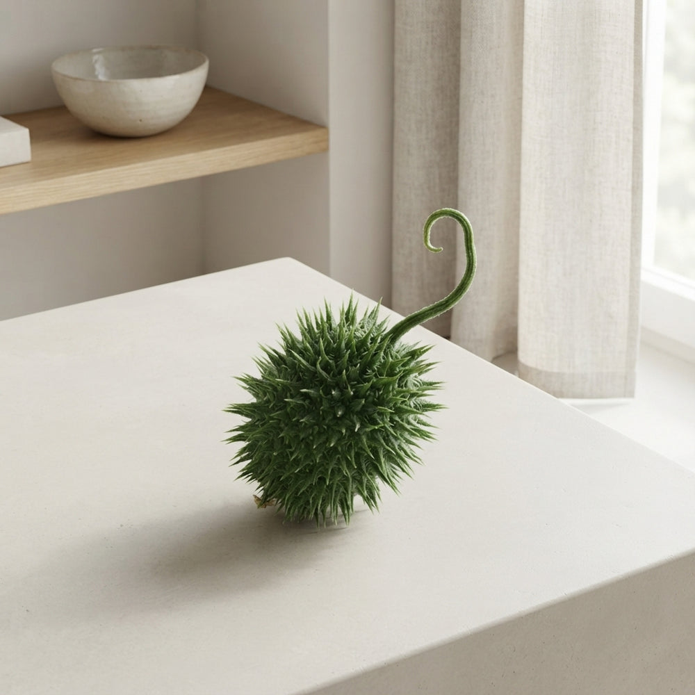 Ornamental Cucumis Fruit – Green