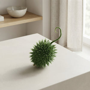 Ornamental Cucumis Fruit – Green