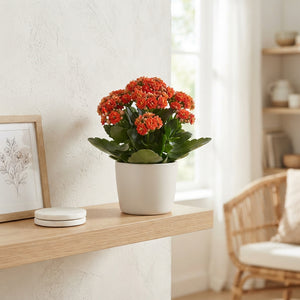 Double-Flowered Kalanchoe Mix – 9cm Pot