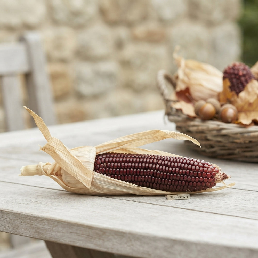 Zea Mays Strawberry Ornamental Corn Stems